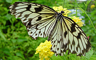 The Paper Kite (Idea leuconoe)